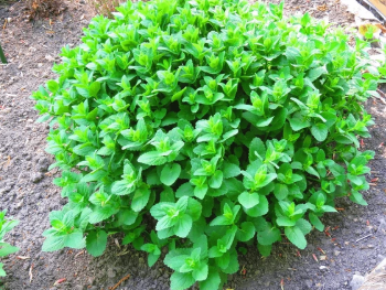 4" Herb - Nepeta (Catnip)
