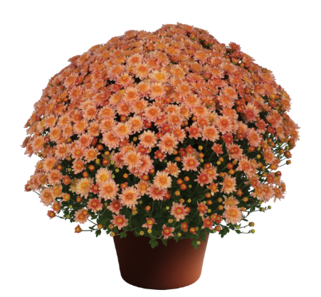 9" Mum - Chelsey Coral