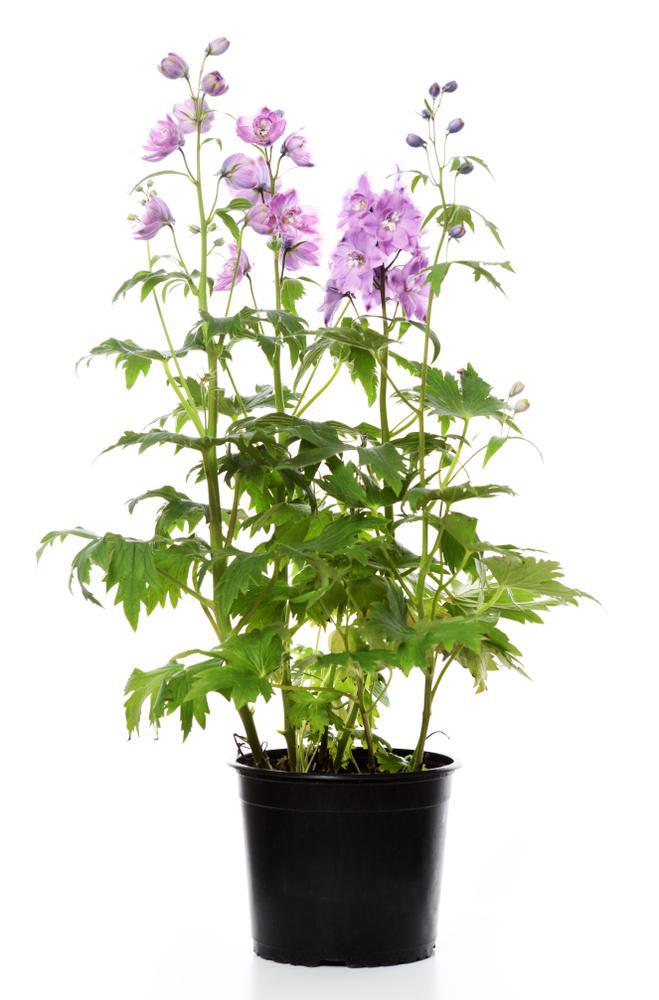 Quart Perennial Delphinium (larkspur) Full Sun