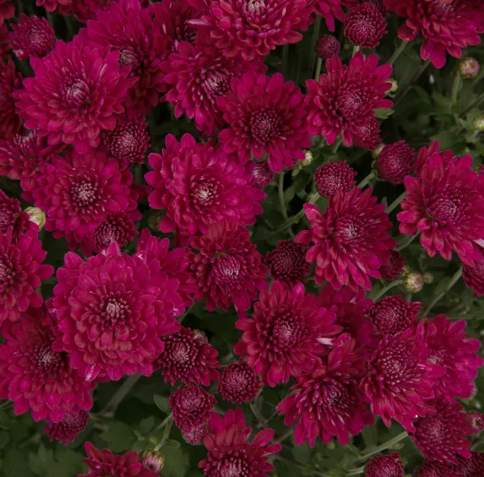 6" Mum - Pauline Purple