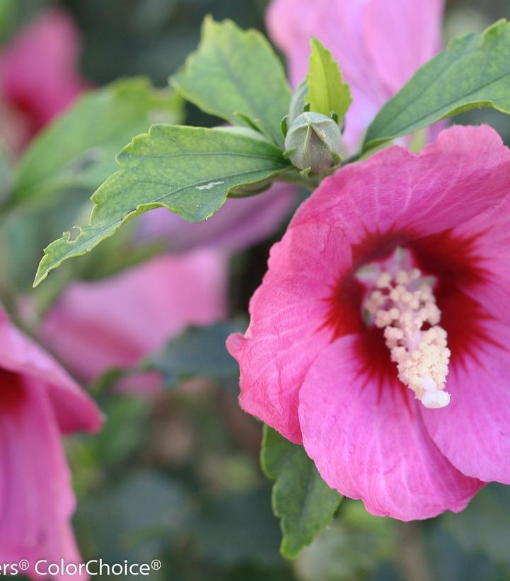 3G Hibiscus Syriacus 'Lil' Kim Red' - Rose of Sharon - 1008046
