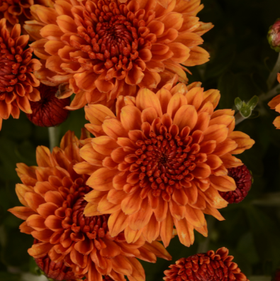 6" Mum - Miranda Orange