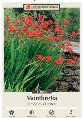 Crocosmia Lucifer Bulbs - 5 Count - 2310103770