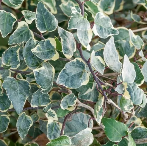 6" HB Hedera Hanging Basket - Ivy