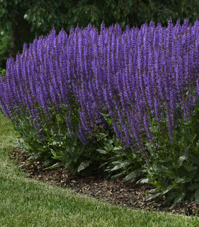 1G Salvia 'Blue by You' - Meadow Sage - 1026771