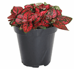 3.5" Polka Dot Red - G3255
