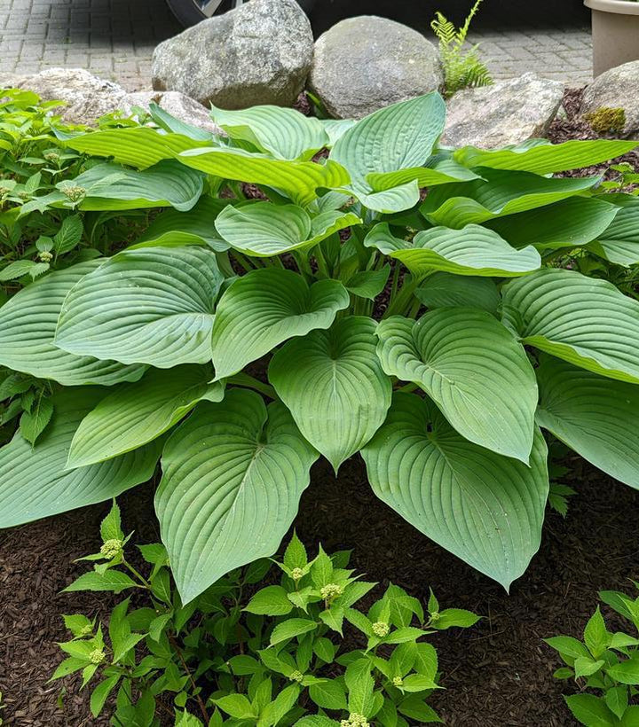 1G Hosta Hybrid Shadowland 'Empress Wu' - 1005374