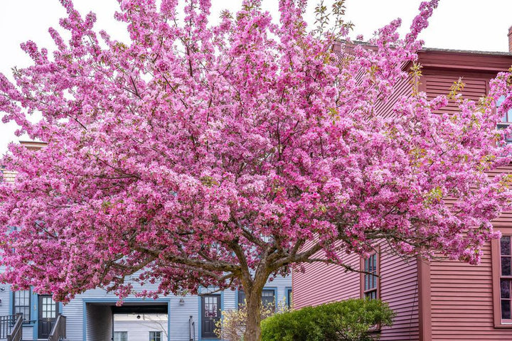 5G Cercis canadensis 'Appalachian Red' Eastern Redbud 1000947