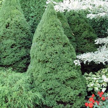 5G Picea Glauca 'Conica' - White Spruce - 1000279