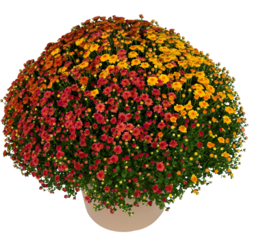 9" Combination Mum # 29 - Gigi Orange / Gigi Coral / Gigi Gold
