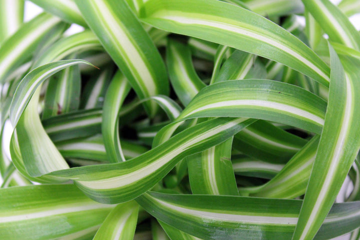 5" Spider Plant Variegated Bonnie G5443