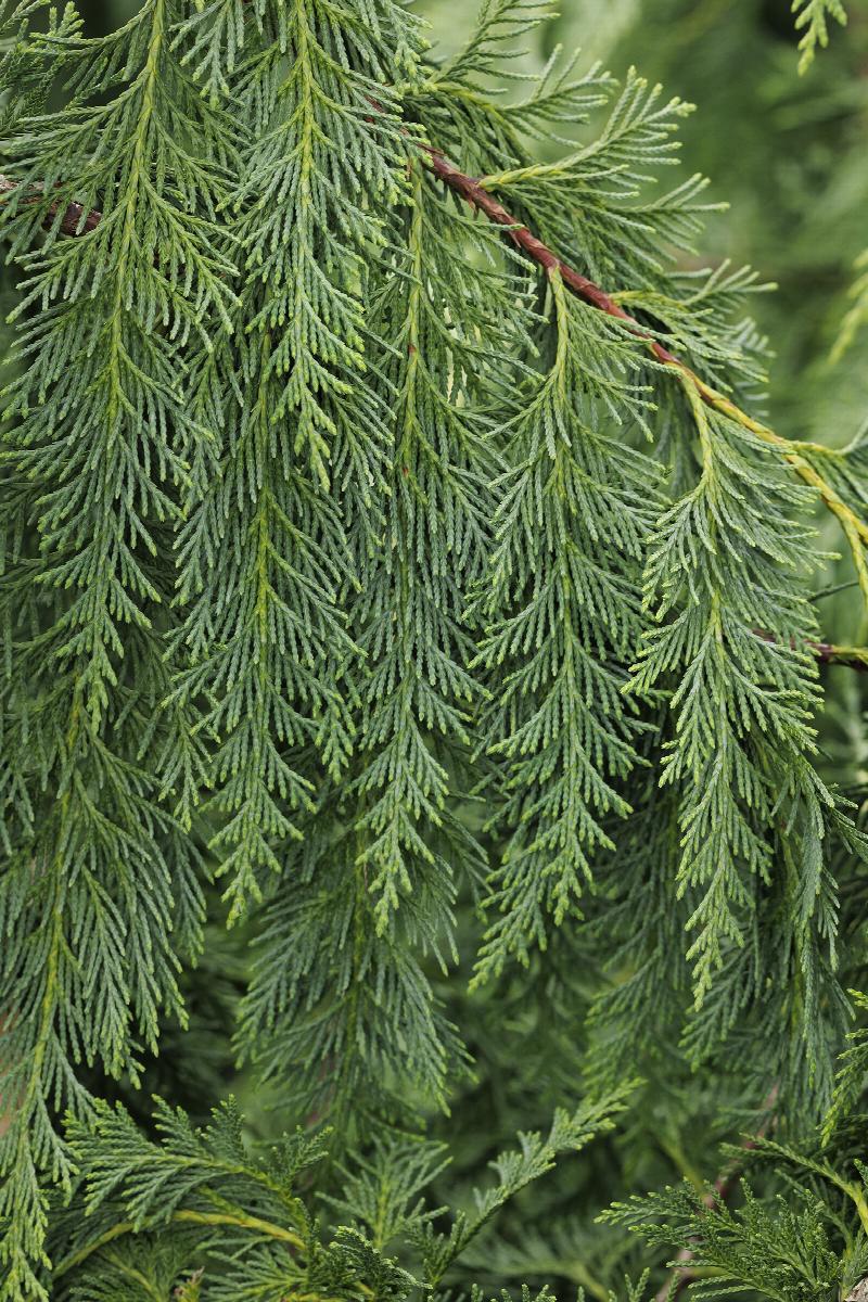 3G Chamaecyparis nootkatensis 'Pendula' Weeping Alaskan Cedar 1001709