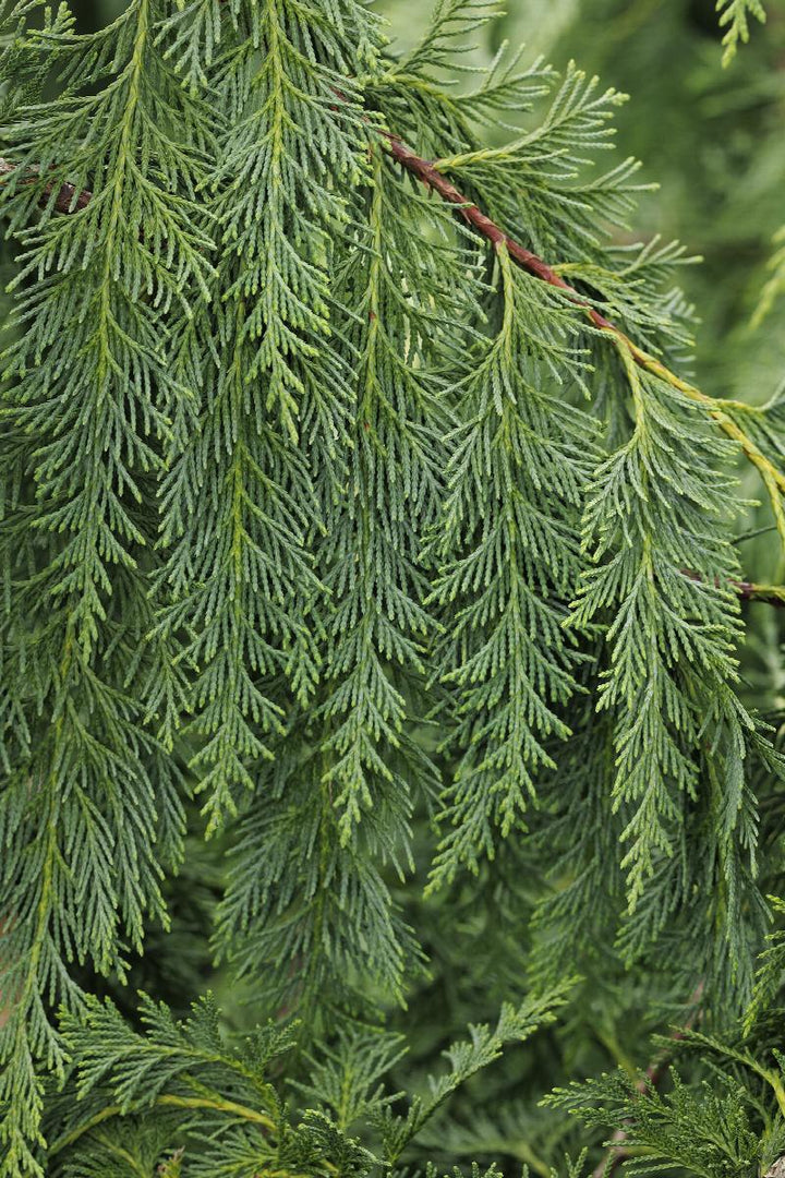 3G Chamaecyparis nootkatensis 'Pendula' Weeping Alaskan Cedar 1001709
