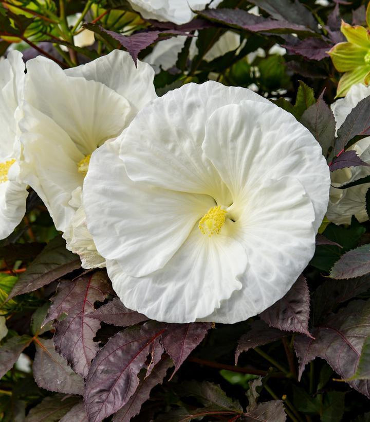 3G Hibiscus Summerific 'Cookies & Cream' - Rose Mallow - 1021116