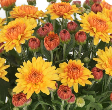 9" Mum - Soul Sister Orange