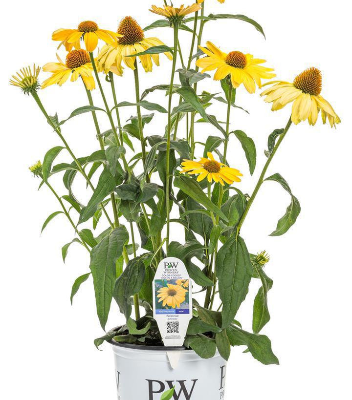 1G Echinacea hybrid Color Coded® 'One in a Melon' Color Coded One in a Melon Coneflower: Patent PP35,153 1020331
