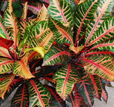 10" Croton - Fantasy (4'-5') - T5320