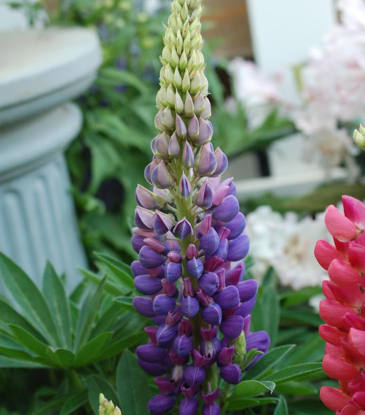 1G Lupinus 'Gallery Blue' - Lupine - 1003829