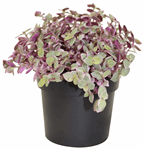 3.5" Tradescantia Callisia Rosita - Pink Lady - G1594