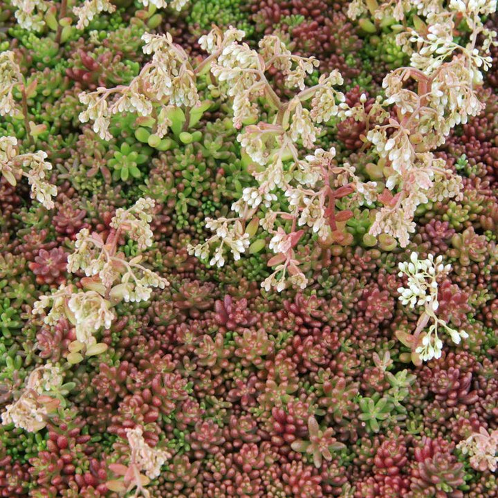 3" SEDUM ALBUM `CORAL CARPET' Coral Carpet Stonecrop 1006393