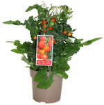 6.75" Table Tomato VG5009