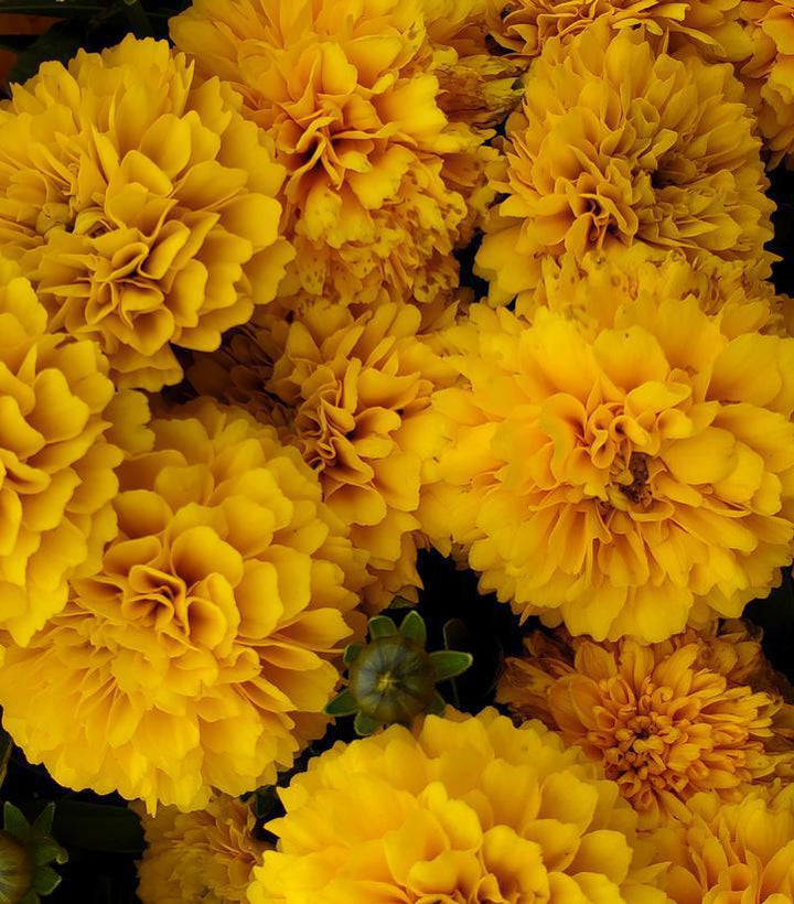 8" Coreopsis Solanna 'Golden Sphere' - Tickseed - 1015137