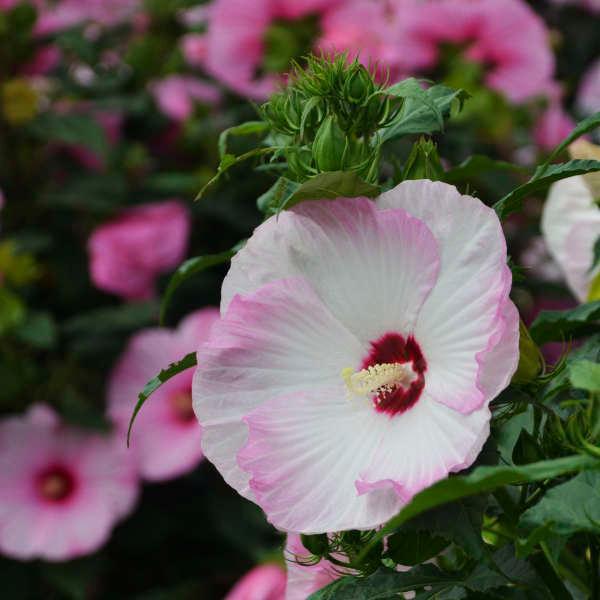 3G PW Hibiscus Summerific 'Ballet Slippers' - Rose Mallow - 1009469