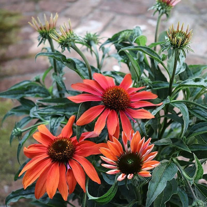 Cheyenne Spirit Echinacea, Coneflower