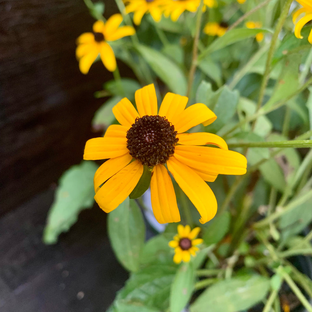 Black-Eyed Susan