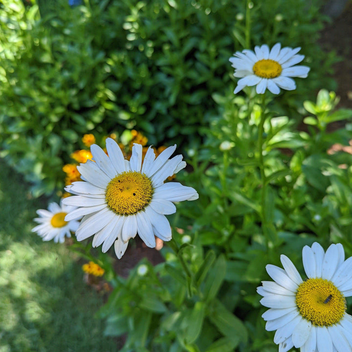 Becky Shasta Daisy