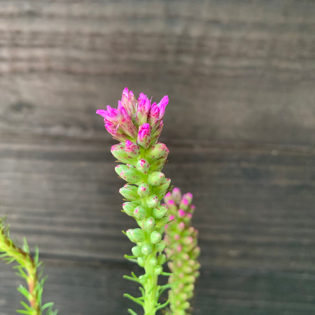 Liatris spicata  - Marsh Blazing Star, Gayfeather