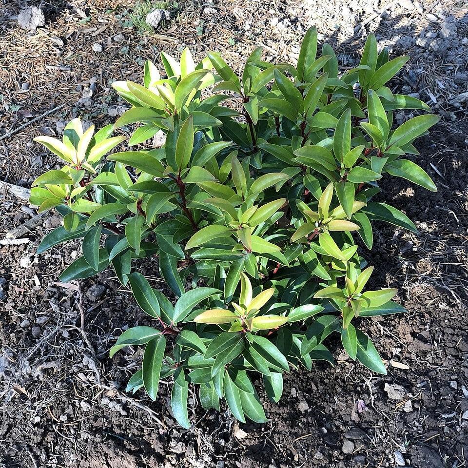Sarah Mountain Laurel