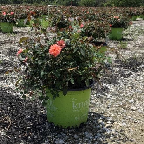 Coral Drift® Rose