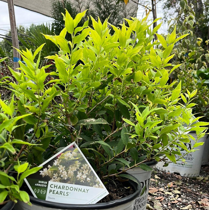 Chardonnay Pearls® Deutzia
