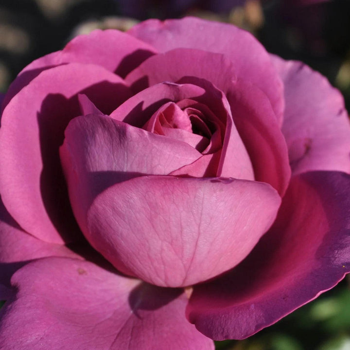 Bloomables® Sunbelt® Plum Perfect™ Rose