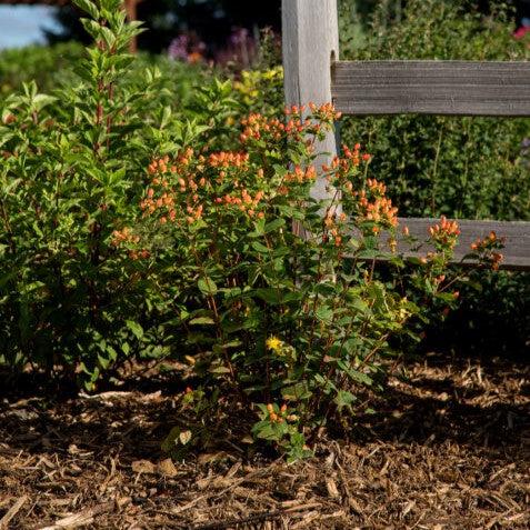 Pumpkin St. John's Wort