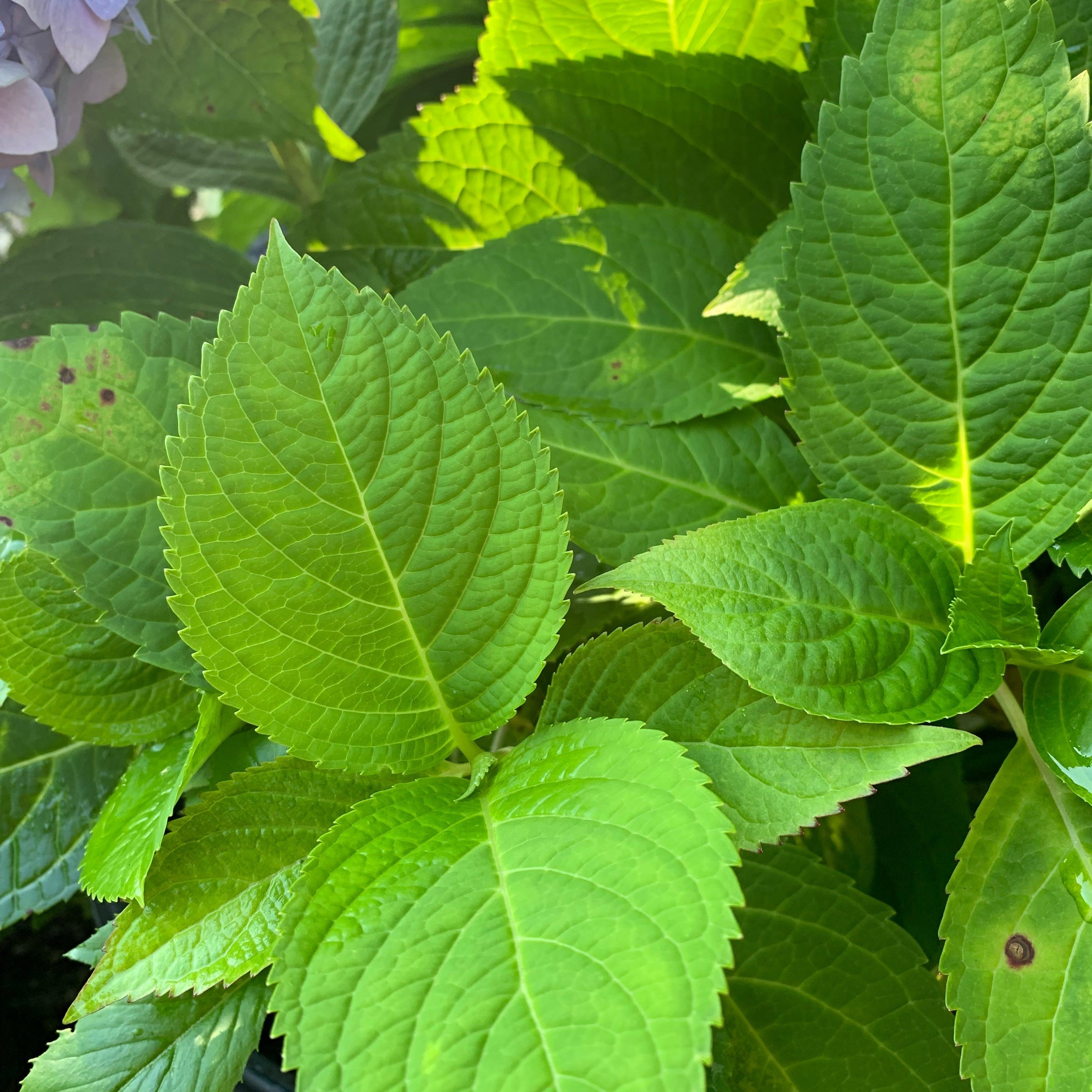 Endless Summer® The Original Hydrangea – Sunny Valley Farms