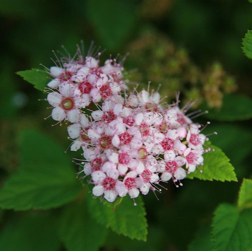 Little Princess Spirea