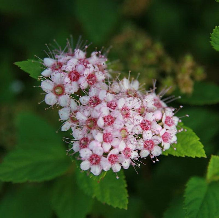 Little Princess Spirea