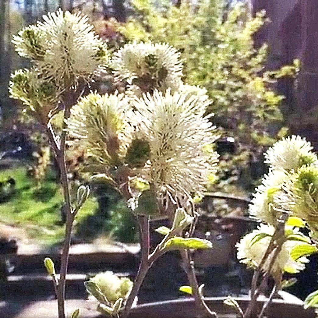 Blue Shadow Fothergilla