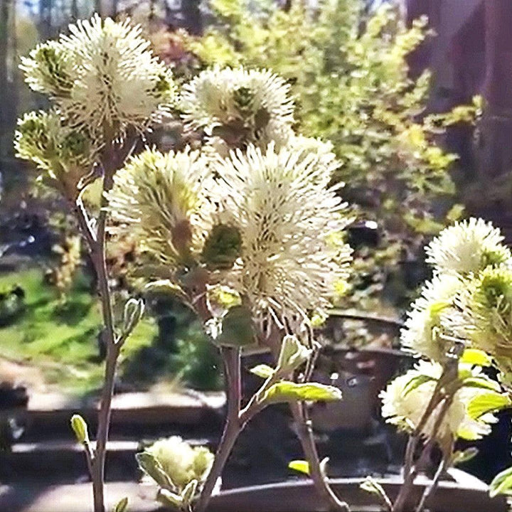 Blue Shadow Fothergilla