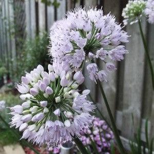 Summer Beauty Ornamental Onion