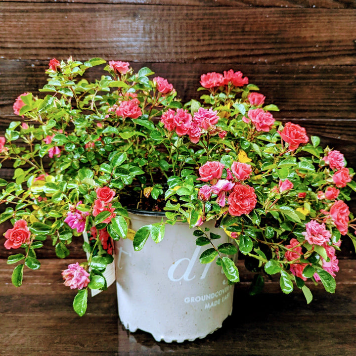 Coral Drift® Rose