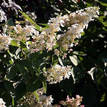 Lava Lamp® Candelabra® Hydrangea