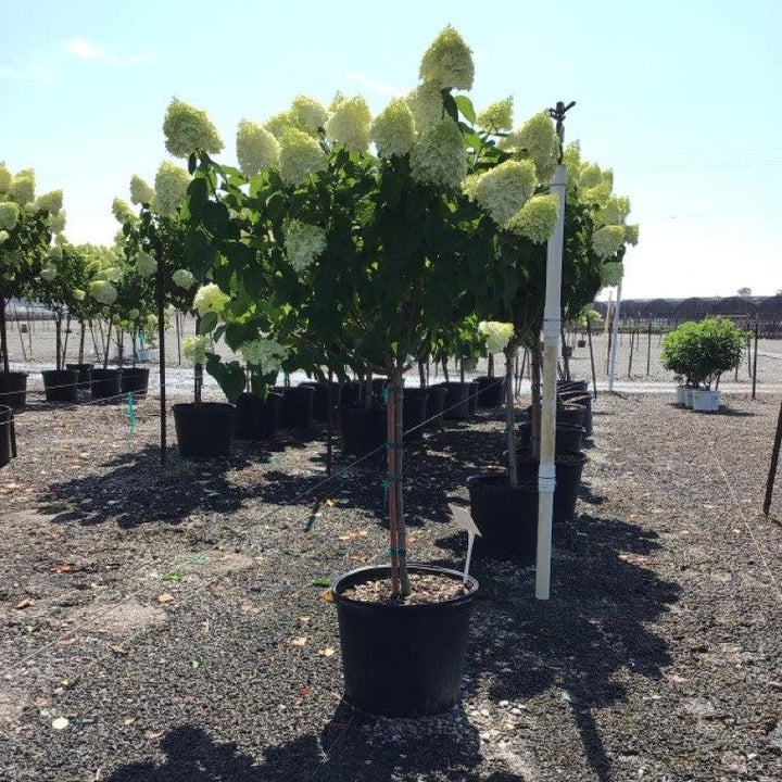 Proven Winners® Limelight® Hydrangea