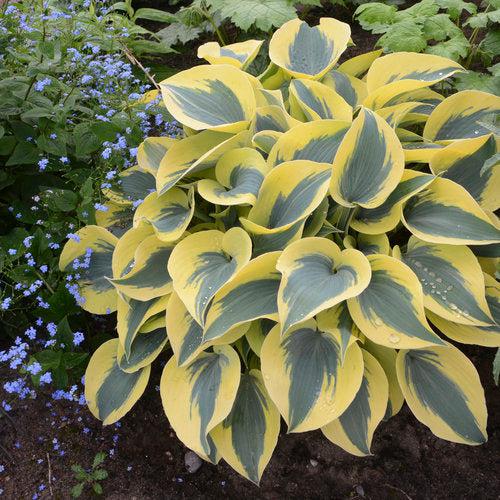 PW® Shadowland® Autumn Frost Hosta