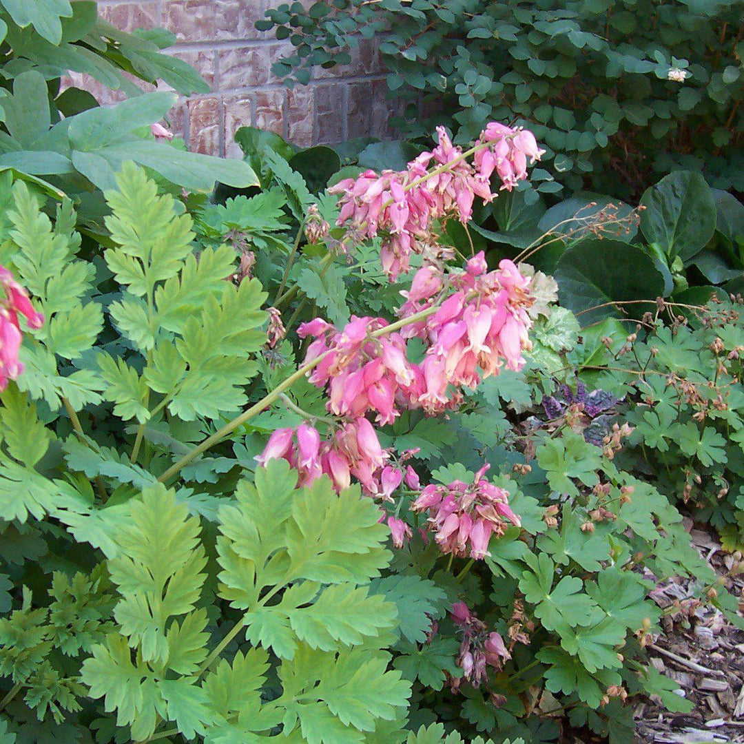 Bleeding Heart