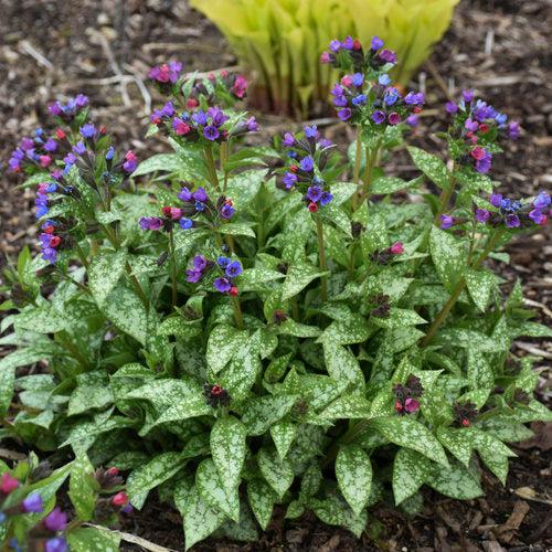 PW® Spot On Lungwort