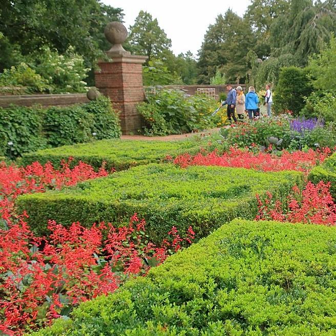 Green Velvet Boxwood