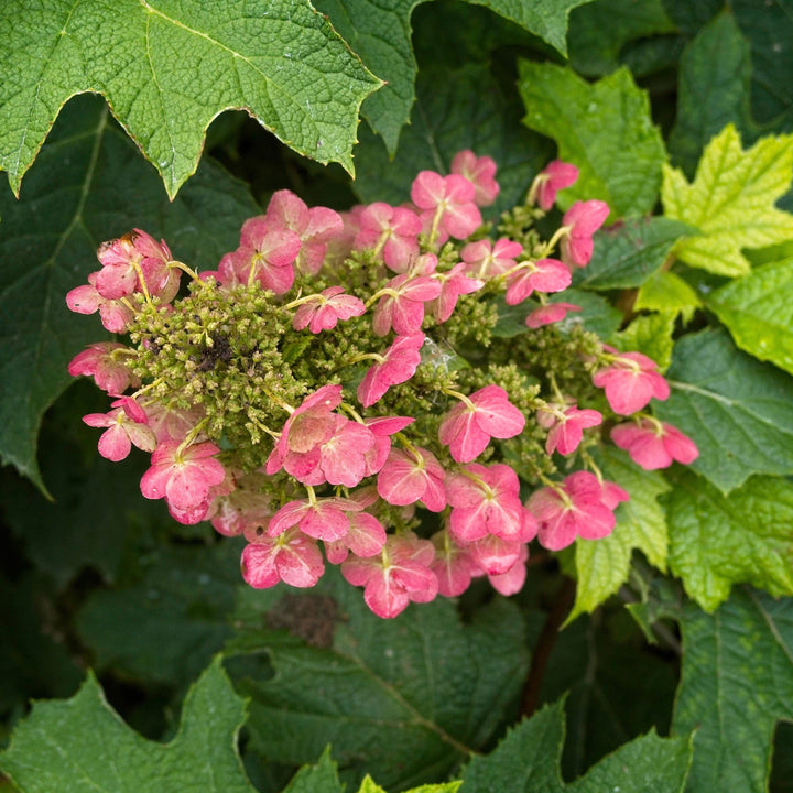 Ruby Slippers Oakleaf Hydrangea